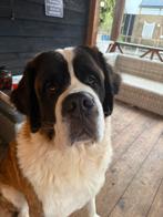 Super lieve Sint-Bernard reu van een jaar, Dieren en Toebehoren, Rabiës (hondsdolheid), 1 tot 2 jaar, Eén hond, Nederland