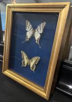Vintage lijst met vlinders, Huis en Inrichting, Minder dan 50 cm, Gebruikt, Ophalen of Verzenden, Baambrugge