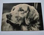 Dierenkaart wenskaart hond Golden Retriever 1943, Ophalen of Verzenden, 1940 tot 1960, Gelopen, Overige thema's