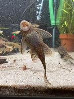 Algeneters te koop | Ancistrus, Vis, Zoetwatervis