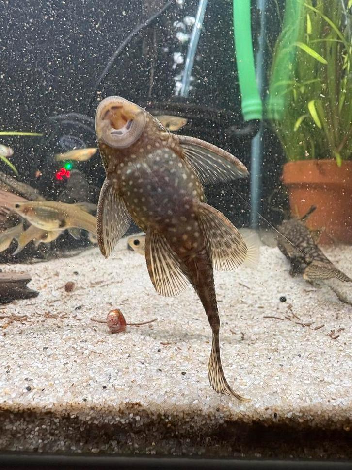 Algeneters te koop | Ancistrus, Dieren en Toebehoren, Vissen | Aquariumvissen, Zoetwatervis, Vis
