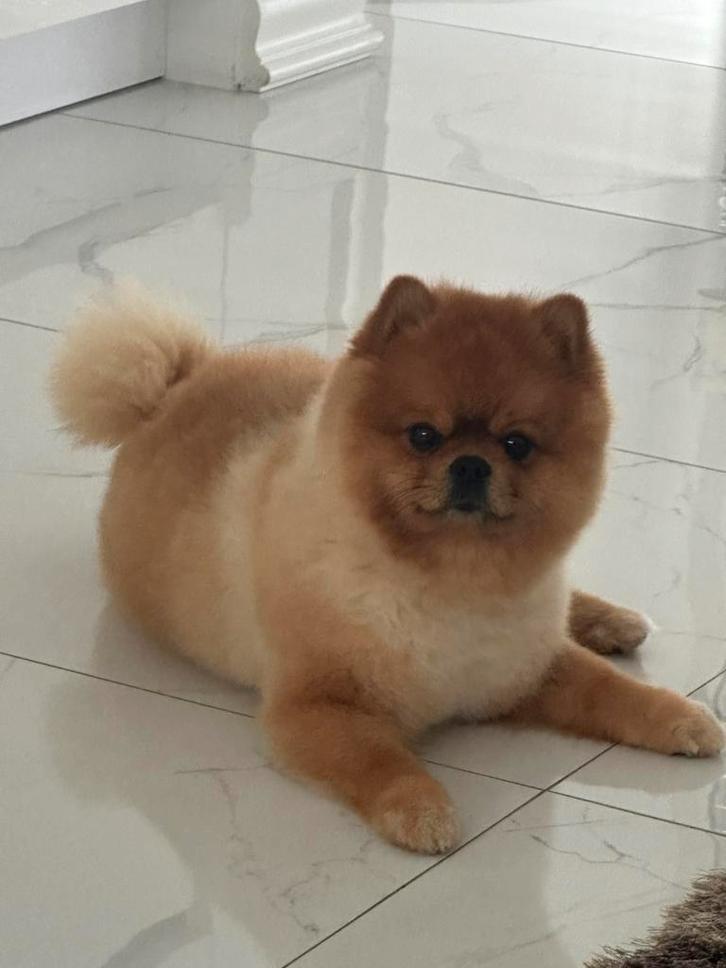 Pomeriaan dekreu, Dieren en Toebehoren, Honden | Poolhonden, Keeshonden en Oertypen, Reu, Overige rassen, Particulier, Eén hond