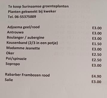 Surinaamse Groente planten beschikbaar voor biedingen