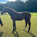 Hengst veulen te koop Drummer 2000 TN, Dieren en Toebehoren, Paarden, Springpaard, Niet van toepassing, 0 tot 2 jaar, Hengst