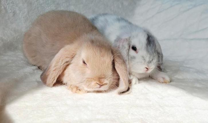 🧸❤️️PRACHTIG MOOI TAM ECHTE MINILOP HANGOORDWERG KOPPELTJE, Dieren en Toebehoren, Konijnen, Dwerg, Meerdere dieren, 0 tot 2 jaar