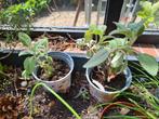 Eetbare salie plantjes (winterhard), Ophalen, Zomer, Volle zon