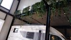Zeer lange stekken te koop! Philodendron scandens brasil, Huis en Inrichting, Kamerplanten, Ophalen of Verzenden, Halfschaduw