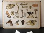 schoolplaat 5 keer Indianen indonesie arabieren kalahari, Ophalen, Overige thema's