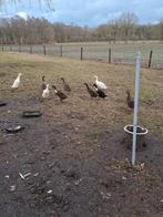 Broedeieren indische loopeend. Verzenden €12, Dieren en Toebehoren, Pluimvee, Geslacht onbekend, Eend