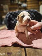American stafford terriër pups, Overige rassen, 8 tot 15 weken, Meerdere, Meerdere dieren