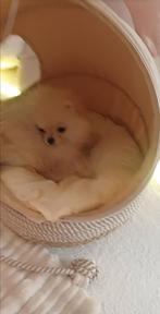 Mini BearFace Pomeriaan Pup Klein Prachting en Super Lief, Particulier, Keeshond, 15 weken tot 1 jaar, Buitenland