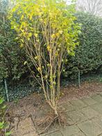 Hibiscus syriacus, 'Oiseau Bleu', 180 cm hoog, Tuin en Terras, Planten | Bomen, Ophalen, Zomer, Volle zon, Overige soorten