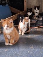Lieve kittens te koop, Dieren en Toebehoren, Katten en Kittens | Overige Katten, Meerdere dieren
