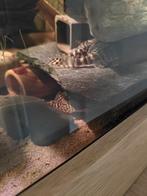 Groep L134 Peckoltia Compta, Leopard Frog Pleco, Vis