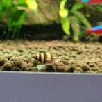 Anatome Helena - slaketende slakken, Dieren en Toebehoren, Slak of Weekdier, Zoetwatervis