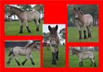Trekpaard merrie veulen. Mooi type Geboren 13-05-2025., Dieren en Toebehoren, Paarden, Merrie, Minder dan 160 cm, Niet van toepassing