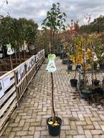 Pyrus Conference Perenboom in Pot, Overige soorten, Lente, 100 tot 250 cm, Ophalen