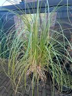 Pampasgras, Tuin en Terras, Planten | Tuinplanten, Ophalen of Verzenden, Overige soorten, Volle zon