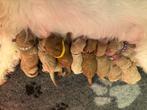 Labradoodle pups (Mini), Dieren en Toebehoren, Overige rassen, CDV (hondenziekte), 8 tot 15 weken, Meerdere