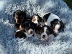 Boerenfox x jack russel pups / puppy, Overige rassen, Meerdere, Meerdere dieren, Nederland