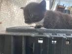 Jonge kittens te koop, Dieren en Toebehoren, Katten en Kittens | Overige Katten, Meerdere dieren