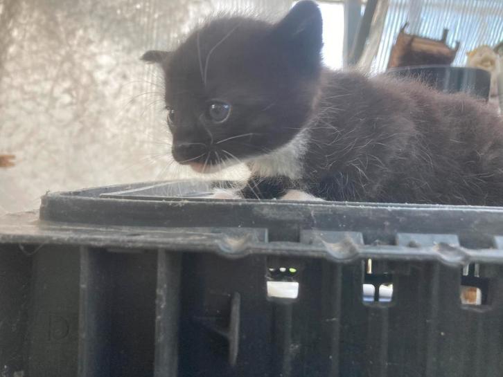 Jonge kittens te koop, Dieren en Toebehoren, Katten en Kittens | Overige Katten, Meerdere dieren