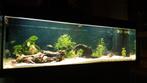 Verlaagde LED 240 L Juwel Rio, Dieren en Toebehoren, Vissen | Aquaria en Toebehoren, Zo goed als nieuw, Ophalen, Gevuld zoetwateraquarium