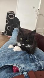 Polydactyl maine coon schoot kitten️, Dieren en Toebehoren, Katten en Kittens | Dekkaters, 0 tot 2 jaar