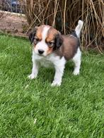 Kooiker, Nederland, 8 tot 15 weken, CDV (hondenziekte), Eén hond