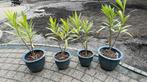 Oleanders in hele mooie roze tint, Ophalen, Overige soorten, Volle zon