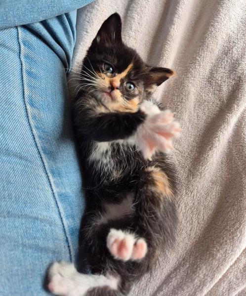 Enorm lieve aanhankelijke X Boskat kittens!, Dieren en Toebehoren, Katten en Kittens | Overige Katten, Kortharig, Meerdere dieren