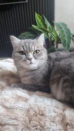 Europese korthaar, Dieren en Toebehoren, Poes, 3 tot 5 jaar