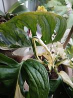 Monstera adansonii variegata alba,half moon, Ophalen of Verzenden, Overige soorten, Minder dan 100 cm