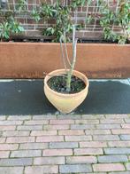 Vijgen boom in pot, Bloeit niet, Minder dan 100 cm, Volle zon, In pot