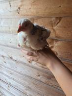 5x Brahma (groot) kuikens, Dieren en Toebehoren, Pluimvee, Meerdere dieren, Kip
