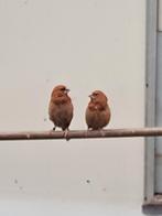 Te koop japanse meeuwen, Meerdere dieren, Tropenvogel