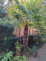 Mooie Trachycarpus Fortunei Palmboom te Koop, Ophalen, Overige soorten, Volle zon
