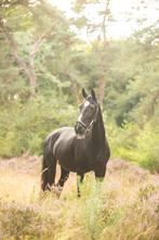 Verzorger gezocht, Ophalen of Verzenden