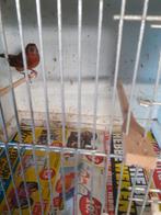 Mexciaanse roodmus pop 2025, Dieren en Toebehoren, Vrouwelijk, Parkiet