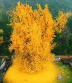 Ginkgo biloba bomen: 2 meter hoogte, levend fossiel, Tuin en Terras, Planten | Bomen, Bloeit niet, Overige soorten, 100 tot 250 cm