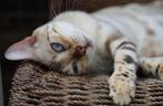 F5 Bengaal kittens verwacht., Dieren en Toebehoren, Katten en Kittens | Raskatten | Korthaar, Gechipt, Meerdere dieren