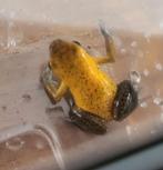 Oophaga Pumilio Salt Creek - male, Amfibie, 3 tot 6 jaar