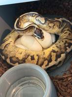 Ballpython Vpi axanthic pied project, Dieren en Toebehoren, Reptielen en Amfibieën, Slang, 0 tot 2 jaar