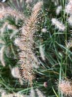 Lampenpoetsergras, Pennisetum Hameln € 1,80 p.st., Ophalen, Volle zon, Vaste plant, Siergrassen