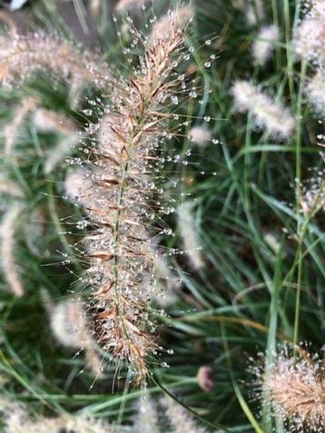 Lampenpoetsergras, Pennisetum Hameln € 1,80 p.st. beschikbaar voor biedingen