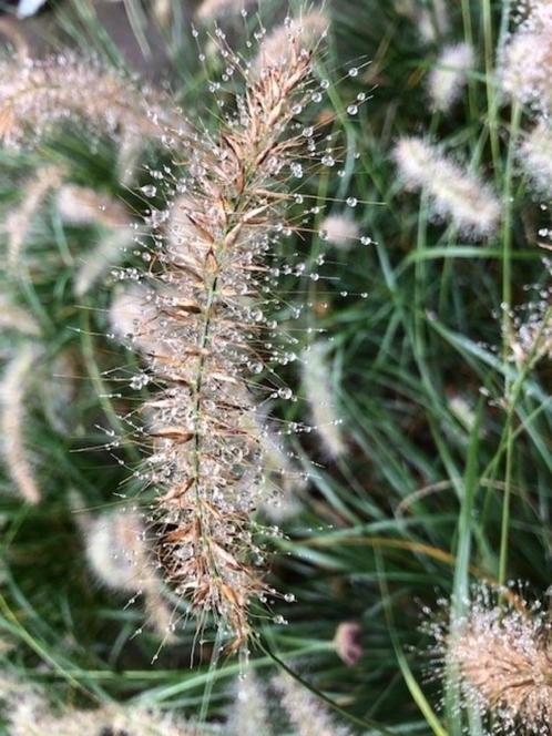 Lampenpoetsergras, Pennisetum Hameln € 1,80 p.st., Tuin en Terras, Planten | Tuinplanten, Vaste plant, Siergrassen, Volle zon