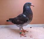 Kleurpostduif jong, Dieren en Toebehoren, Geslacht onbekend, Postduif