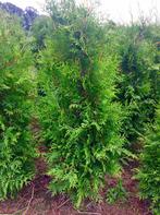 Coniferen, Thuja plicata, Tuin en Terras, Planten | Struiken en Hagen, Ophalen of Verzenden, Conifeer, 100 tot 250 cm