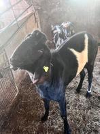 Grote Nubische bok met stamboom, Dieren en Toebehoren, Schapen, Geiten en Varkens, Mannelijk, Geit