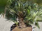 Chamaerops humilis Vulcano palmboom te koop, Tuin en Terras, In pot, Zomer, Volle zon, Palmboom